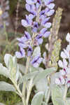 Gulf Coast lupine